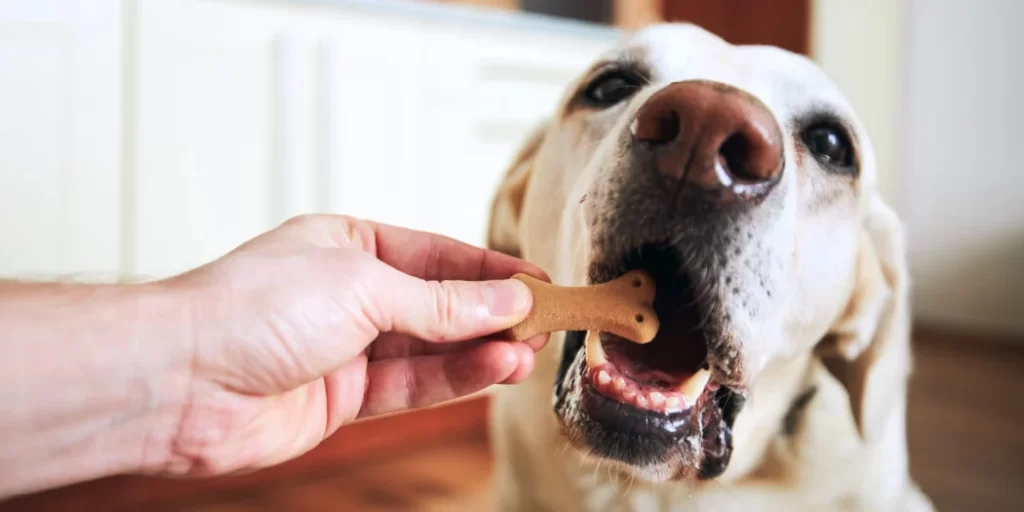 Unleashing Joy: A Guide to Choosing the Perfect Dog Treats